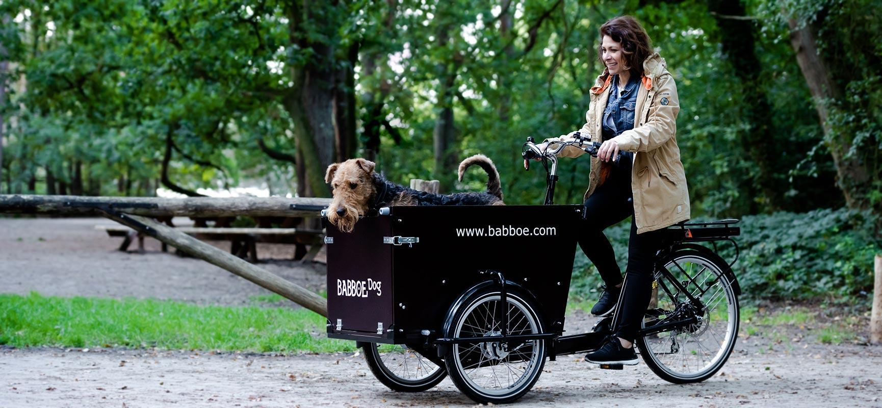 Hund im Lastenfahrrad Festmachen