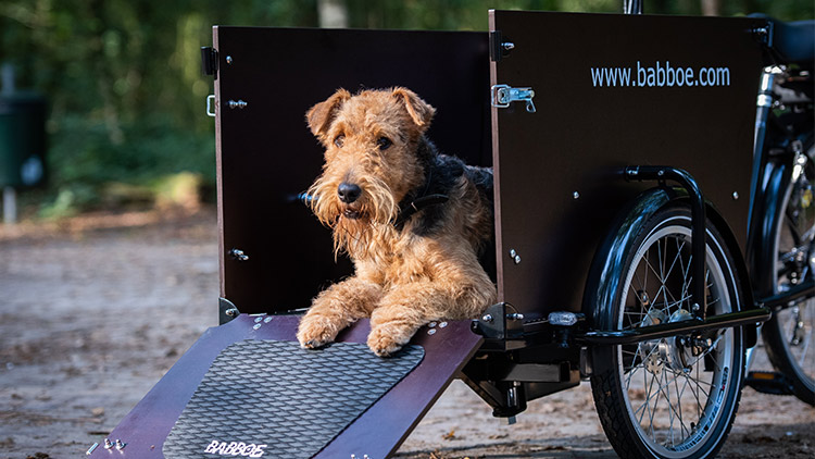 Babboe Hunde-Lastenfahrrad